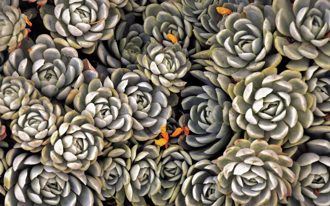 Redefining Abundance to Create More Joy in Our Lives