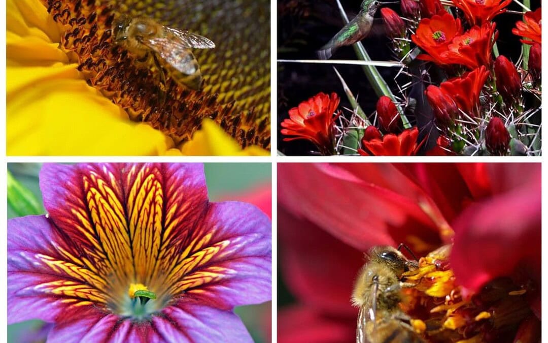 Picture Perfect: Self-Guided Denver Botanic Gardens Photo Tour