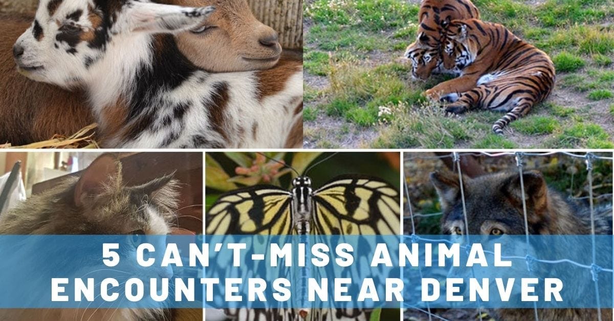 5 Can’t-Miss Animal Encounters Near Denver