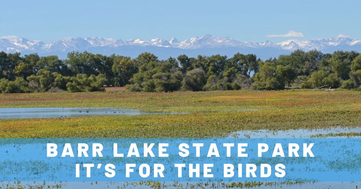 Barr Lake State Park: It’s for the Birds