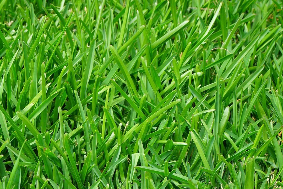Lawn maintenance for lush, green, well manicured grass