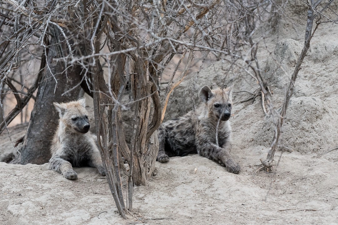 safari in südafrika hyänen