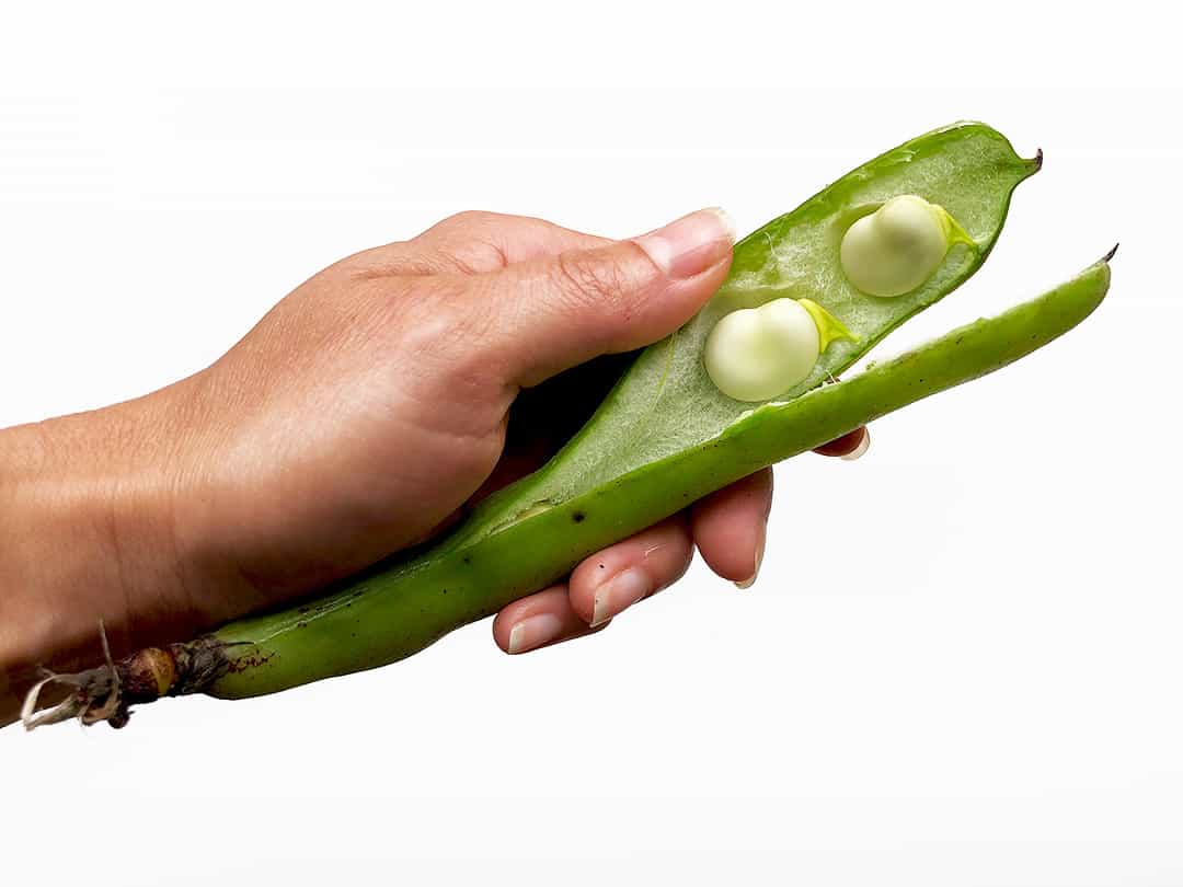 Broad Beans / Fava Beans