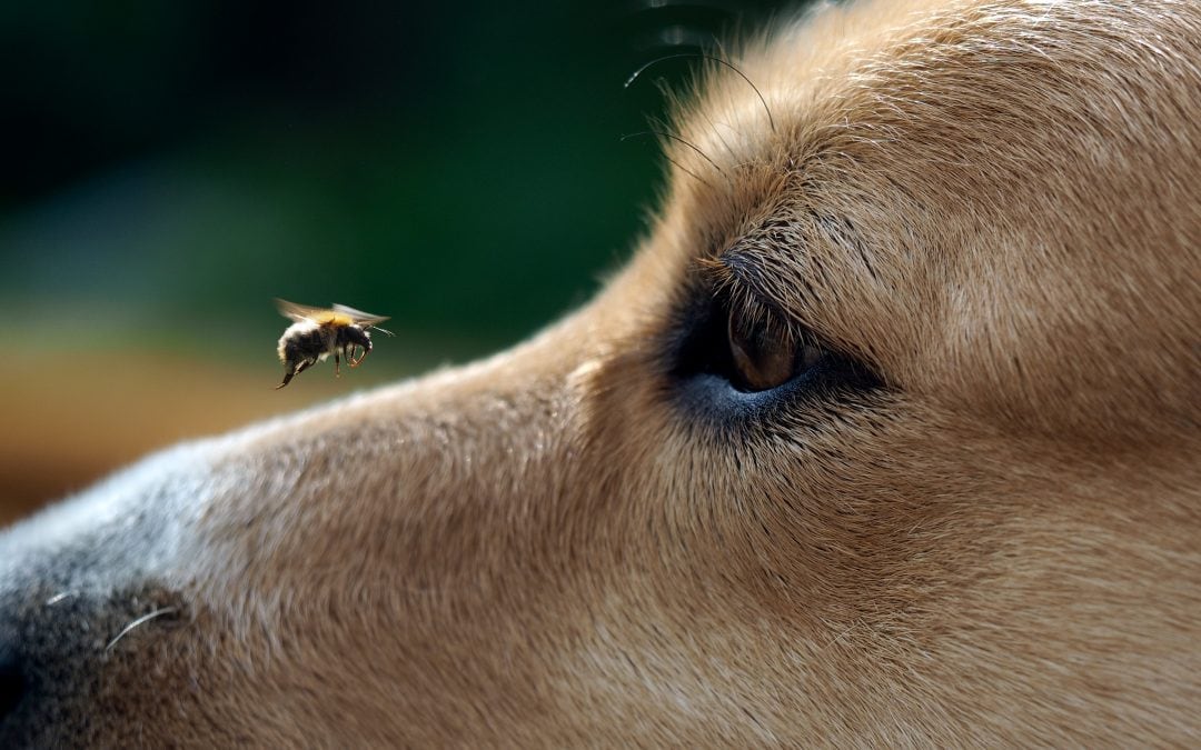 Treating Your Dog For A Bee Sting