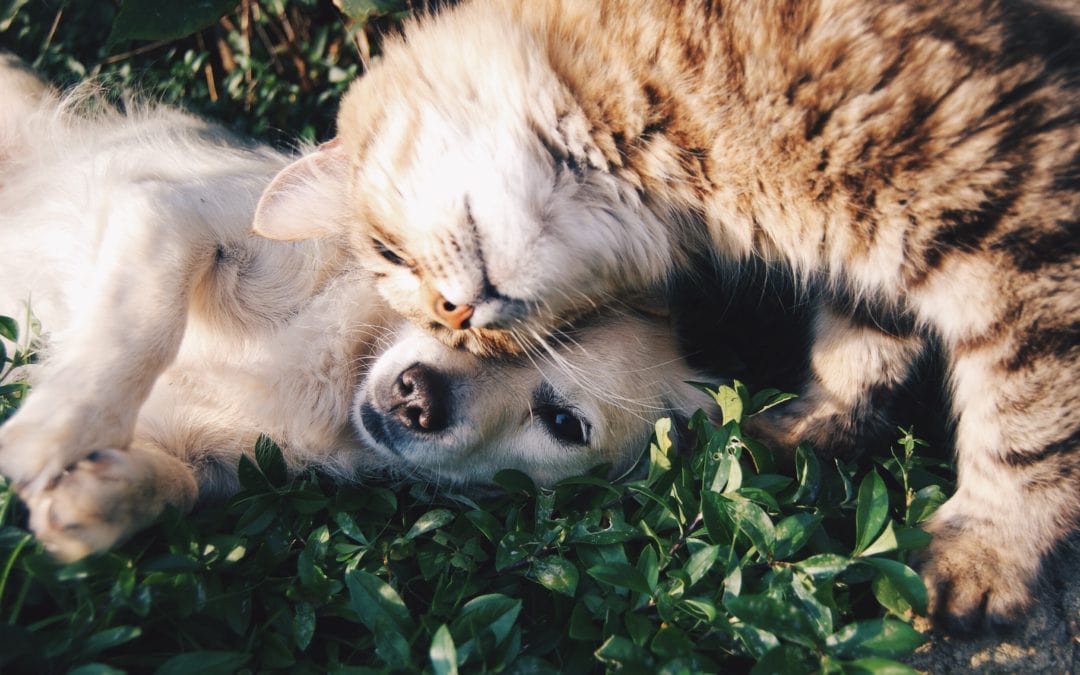 Identifying Hot Spots On Your Dog or Cat