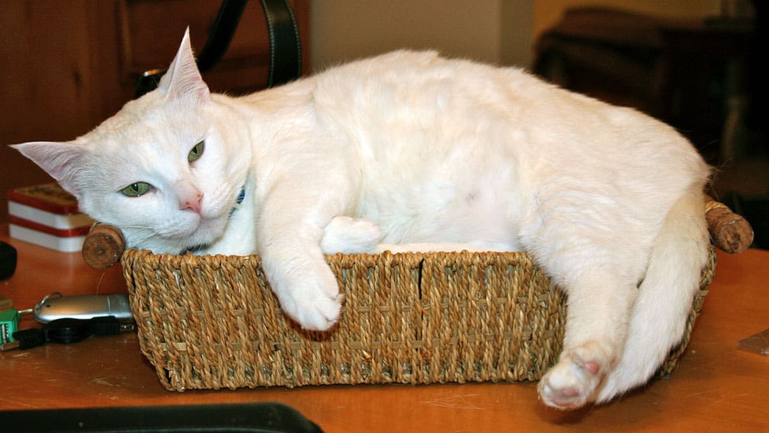 Even if it's too small for them, cats love to snuggle up inside boxes and baskets.
