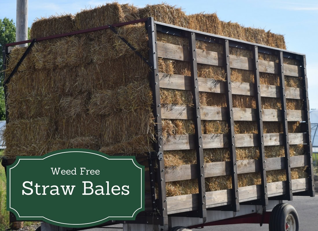 Straw Bales Chuck Hafner's Farmers Market Syracuse