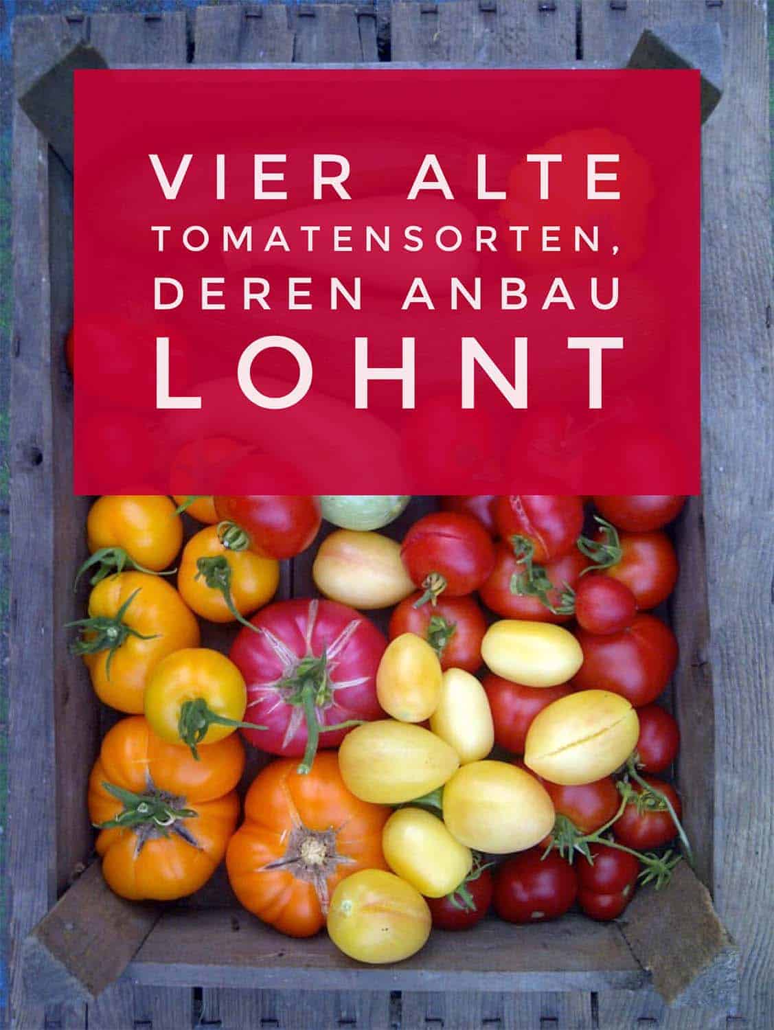 Sortenechte Tomatenpflanzen (alte Tomatensorten) kann man auch kaufen. Vier alte Tomatensorten, deren Anbau lohnt.