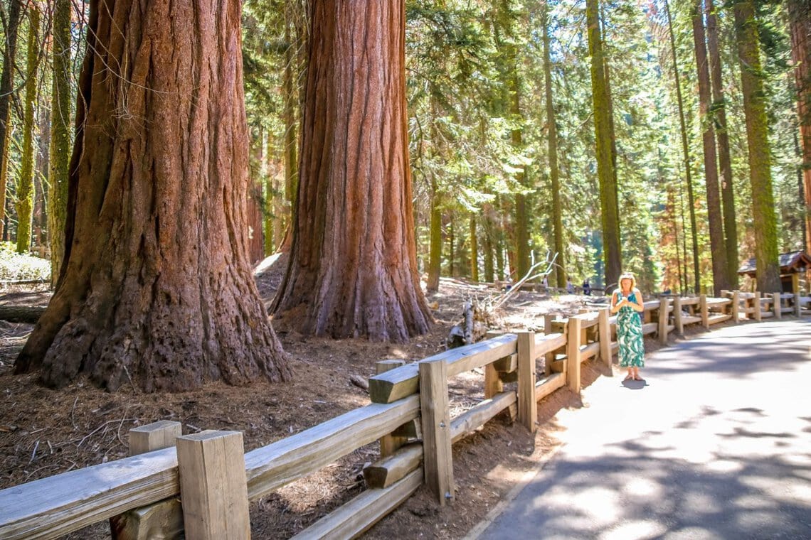 Sequoia