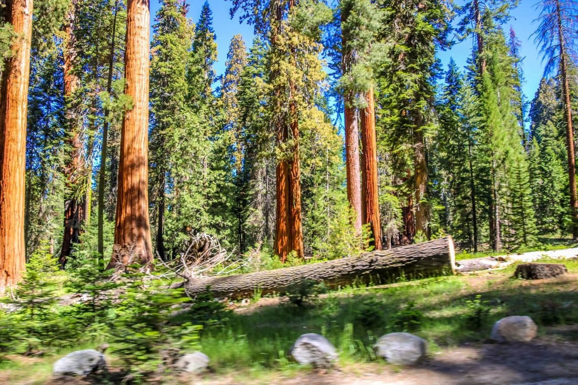Sequoia