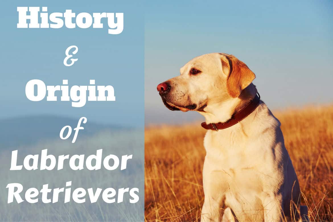 History and origin of labrador retrievers written beside a profile of a yellow lab