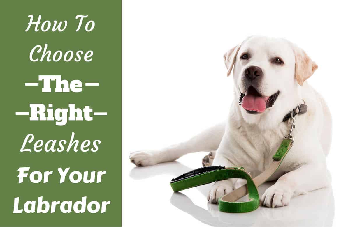 How to choose the right leash for a labrador