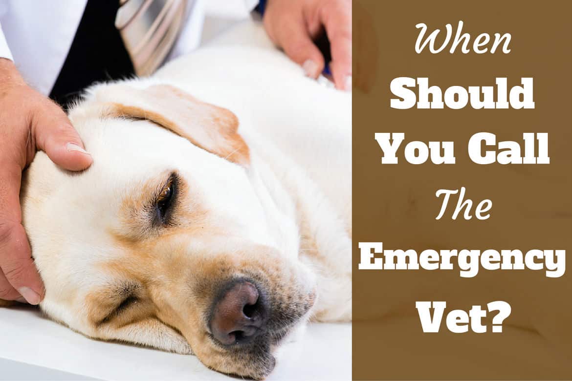 when to call the emergency vet written beside a labrador on a vets table