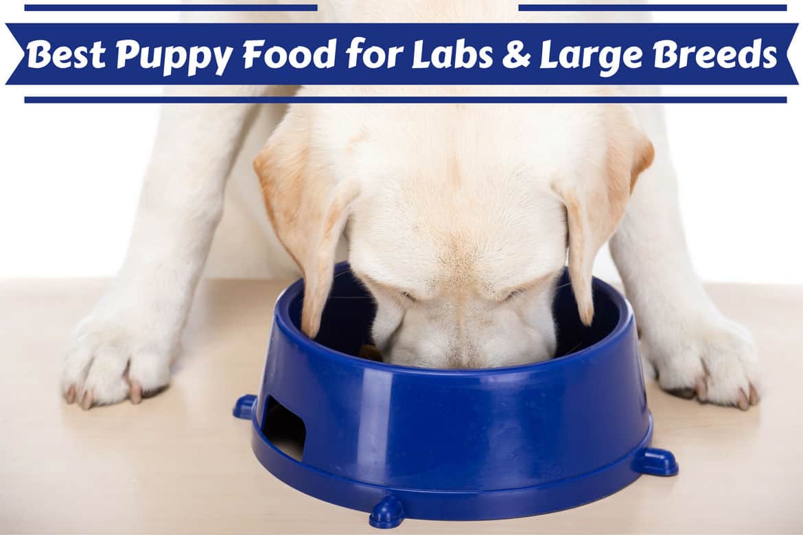 Best puppy food for labs and large breeds written above a puppy eating from blue bowl