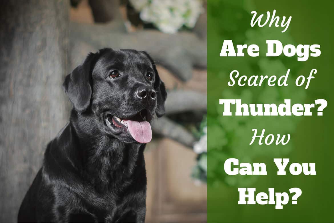 Why are dogs scared of thunder: portrait of black labrador