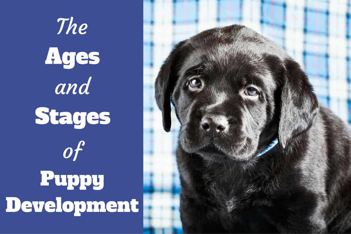 Stages of puppy devlopment written beside a black labrador puppy