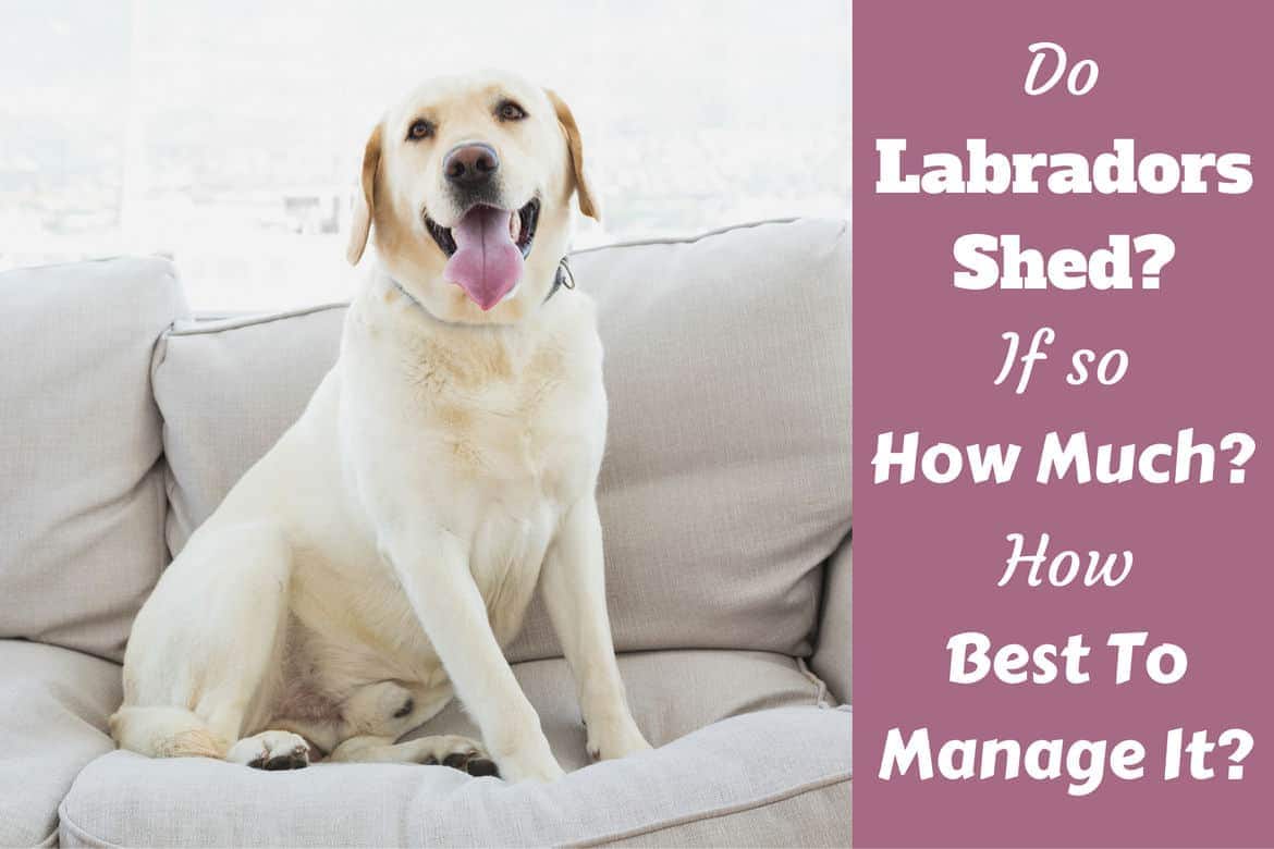 do labs shed