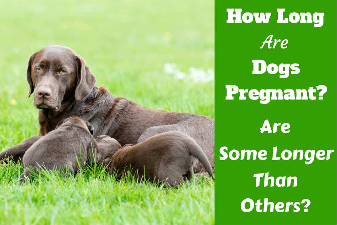 How long are dogs pregnant written beside a chos lab mother and pups on grass