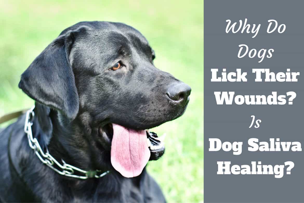 Why do dogs lick wounds written beside a black lab with tongue out