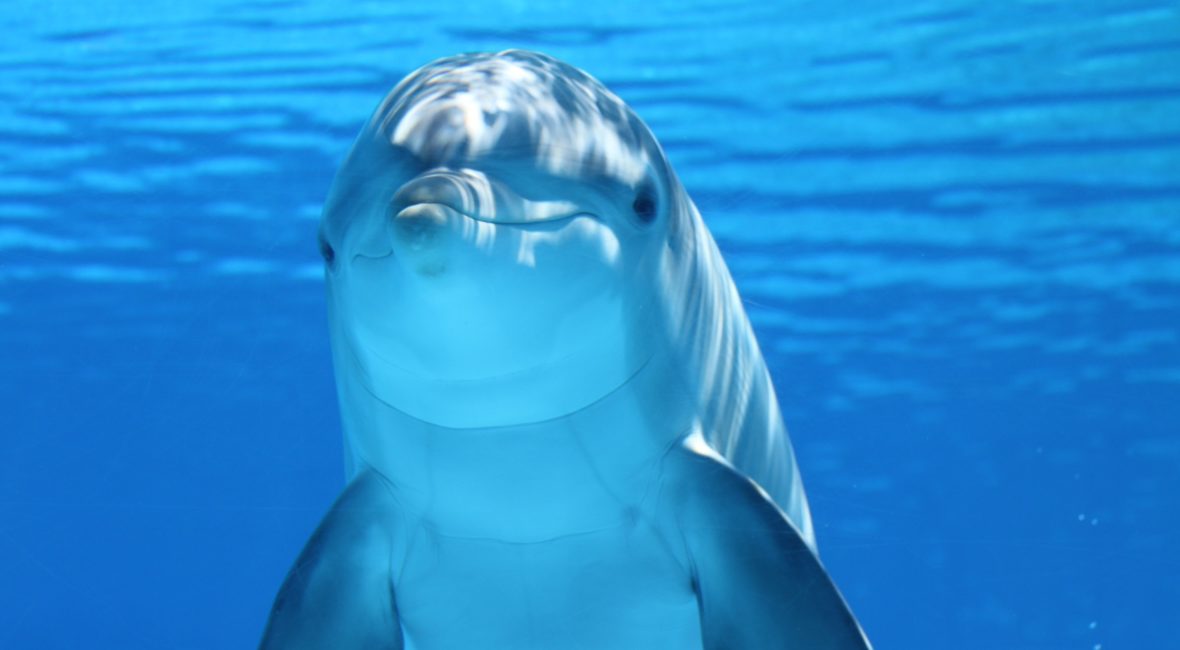 Mammalian dive reflex