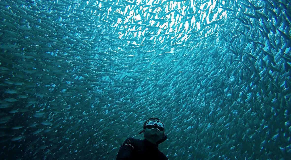Freediving คืออะไร