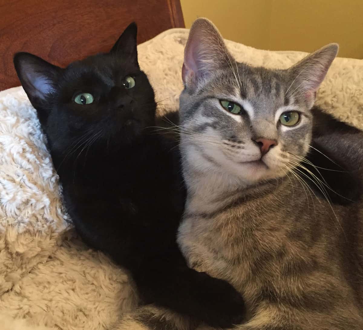 A black cat and a gray tabby cuddling on a bed.