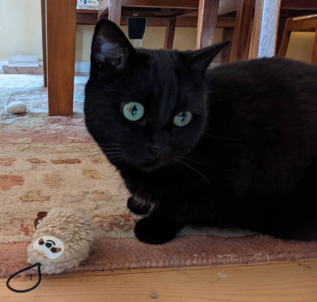 Black cat next to a stuffed cat toy.