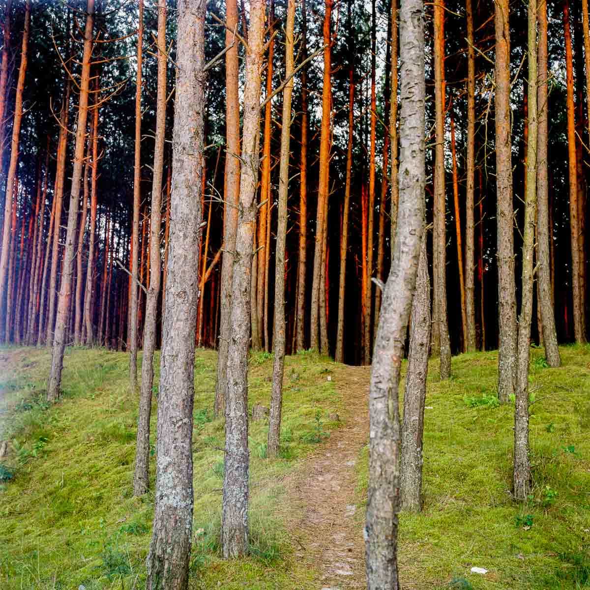 Abendglühen Film: Fujifilm Pro 400 H