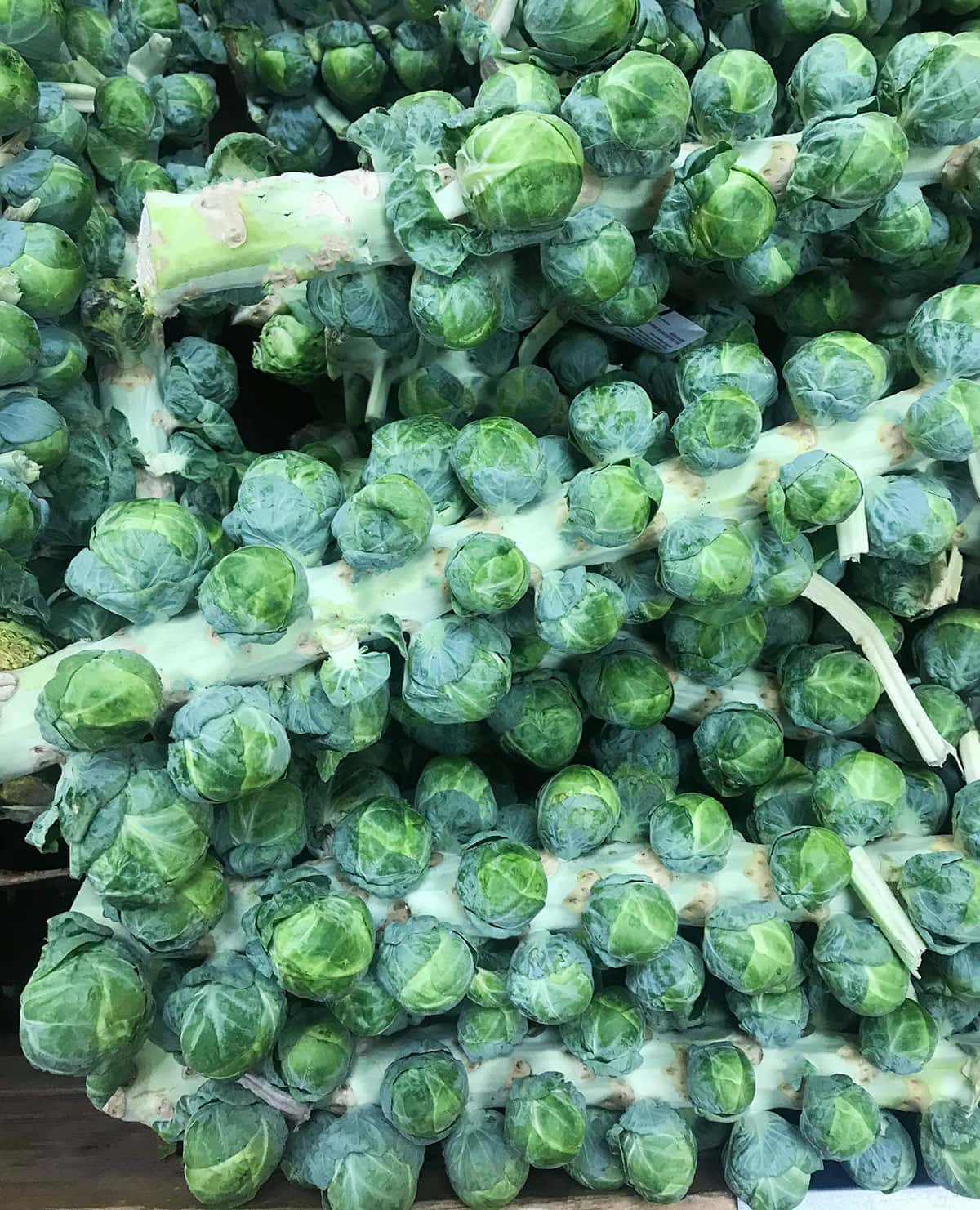 Roasted Brussels Sprout Stalk Healthier Steps