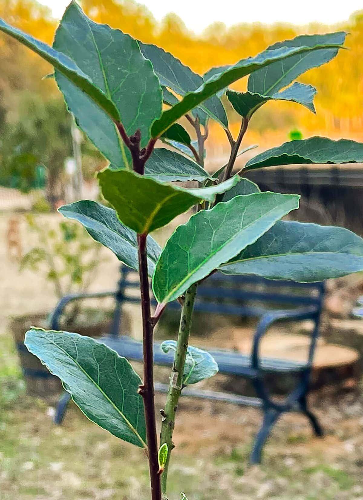 Bay Laurel Tree  Healthier Steps