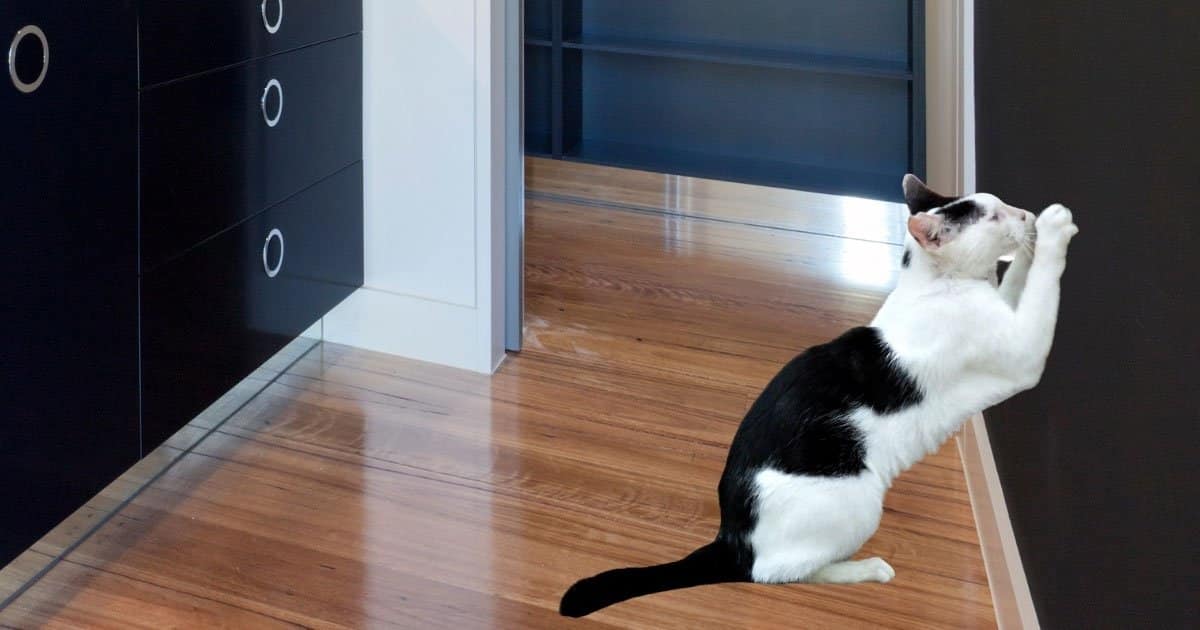 Why Does My Cat Scratch The Walls & How To Stop It?