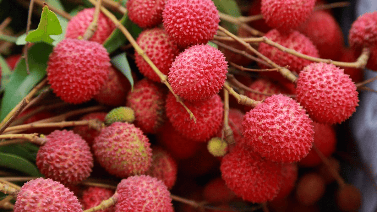 LITCHI / LYCHEE Sync with Nature