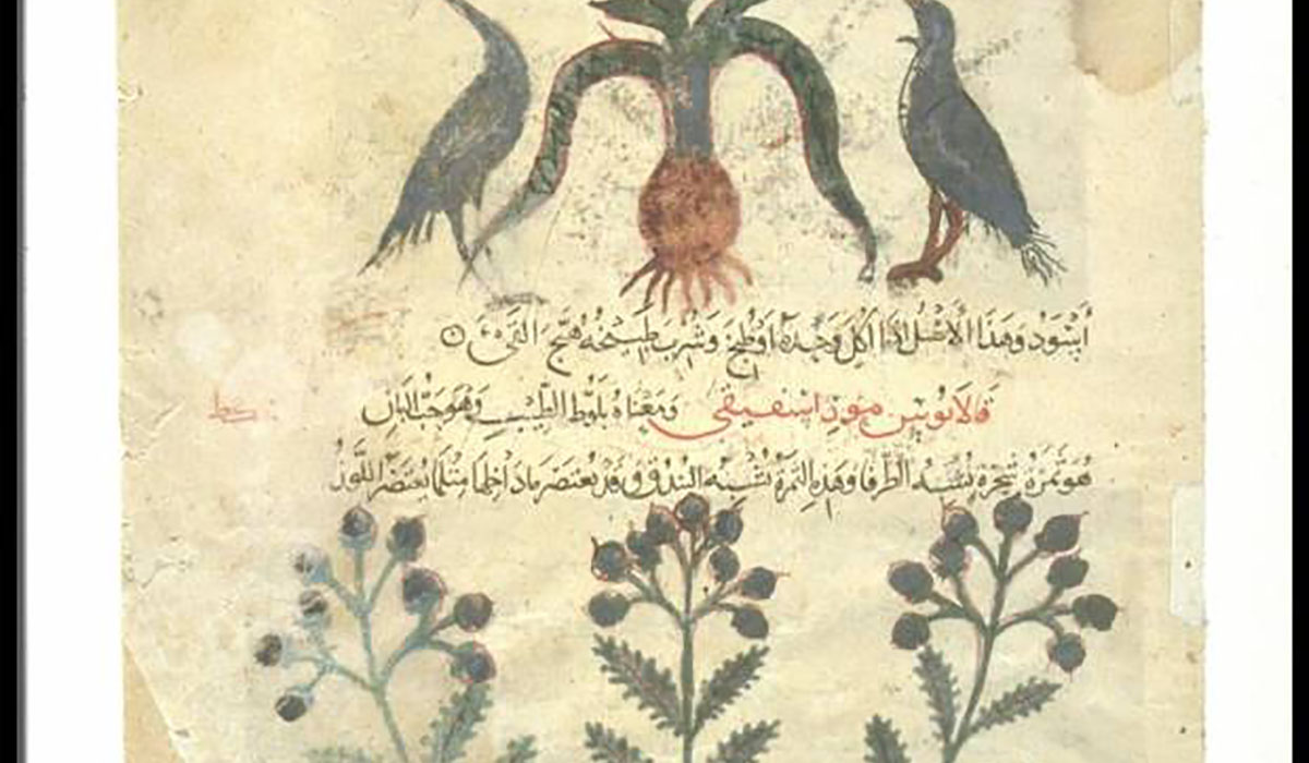 Leaf From An Arabic Translation Of The 22De Materia Medica22 By Dioscorides 620 930 70 Gatewayextension