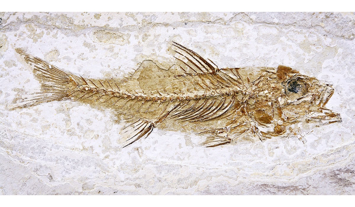 Fossil Fish