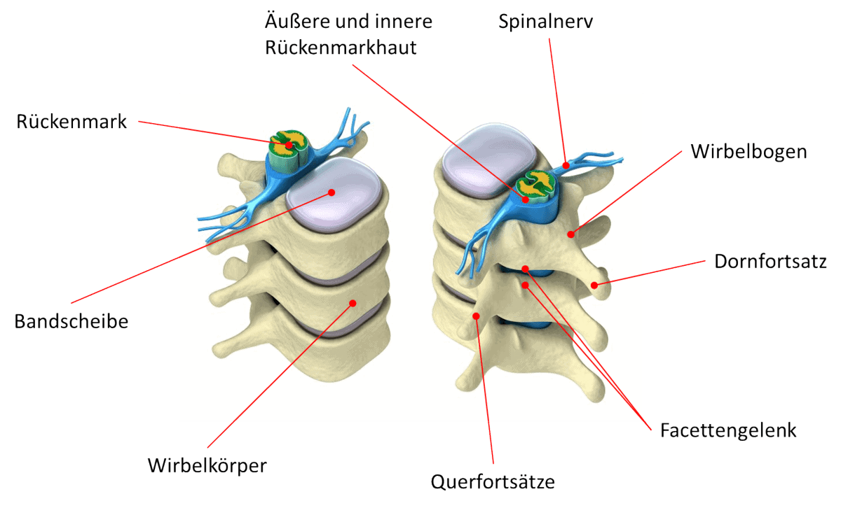 Innerer Aufbau der Wirbelsäule Die Darstellung zeigt Wirbel, das Rückenmark, den Spinalnerv und die Bandscheibe