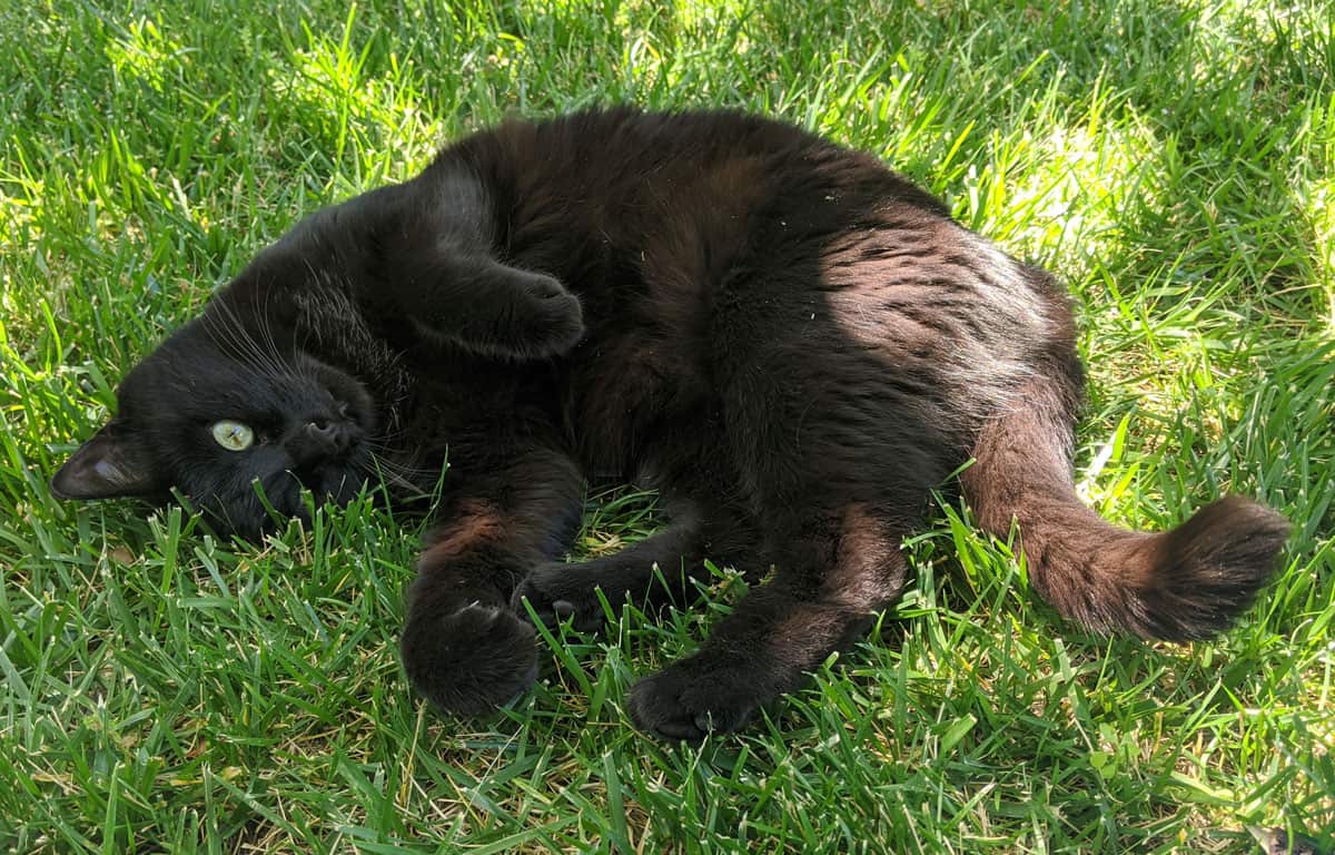Black cat lying in the grass.