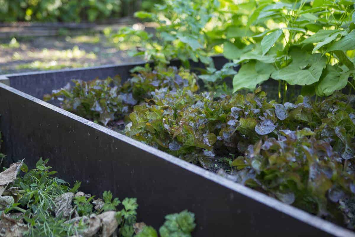 hochbeete im garten