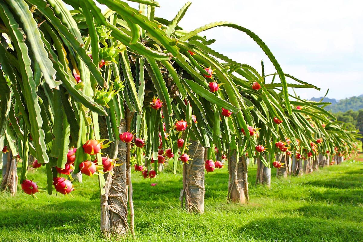 Yellow Dragon Fruit Healthier Steps