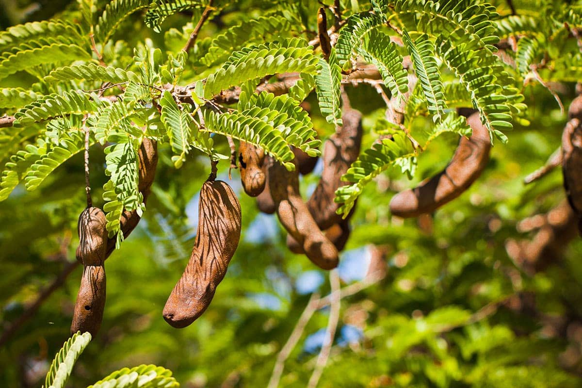Tamarind Sauce Healthier Steps Tamarind Sauce Healthier Steps