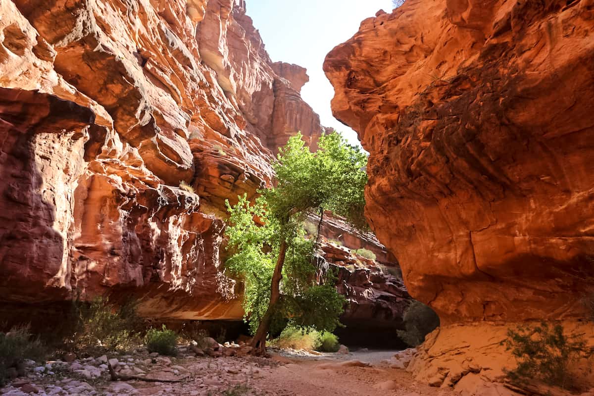 Havasu Canyon