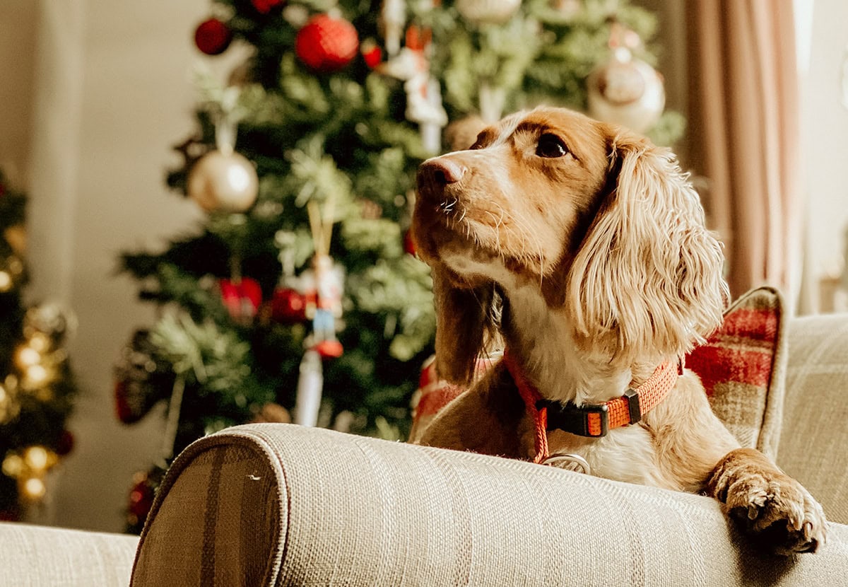 christmas dog nathan mcdine unsplash christmas dog nathan mcdine unsplash