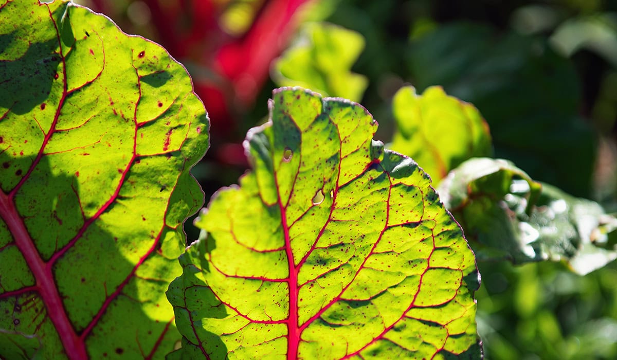 UM Campus Farm Chard