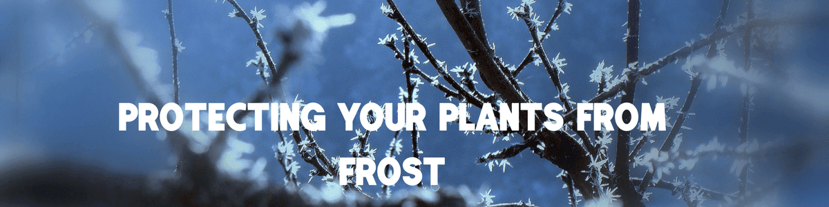 Protecting Your Plants From Frost Protecting Your Plants From Frost In Syracuse