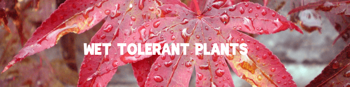 Wet Tolerant Plants Wet Tolerant Plants