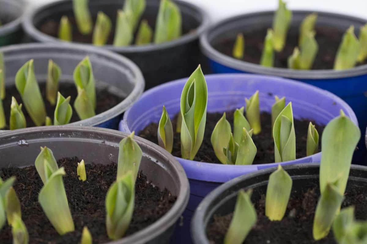 Tulpen in Töpfen vorziehen. Bequem gepflanzt. Vor Wühlmäusen geschützt. Später mitsamt den Töpfen im Garten verteilt. Garantiertes Blumenmeer.