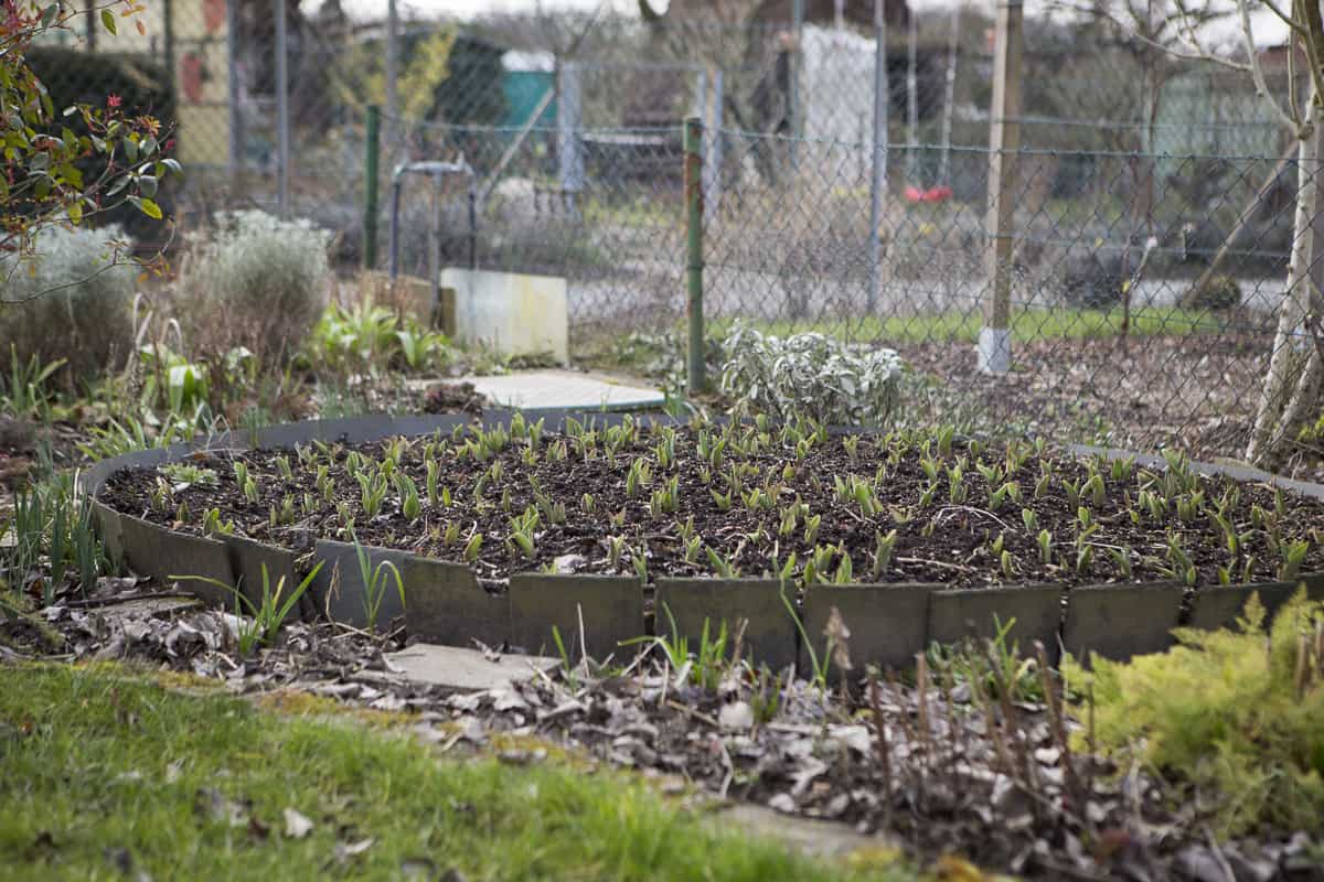 Tulpen in Töpfen vorziehen. Bequem gepflanzt. Vor Wühlmäusen geschützt. Später mitsamt den Töpfen im Garten verteilt. Garantiertes Blumenmeer.