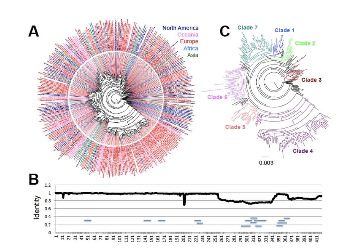 dumonteil-herrera-2020-phylogeny-of-covid-19.jpg