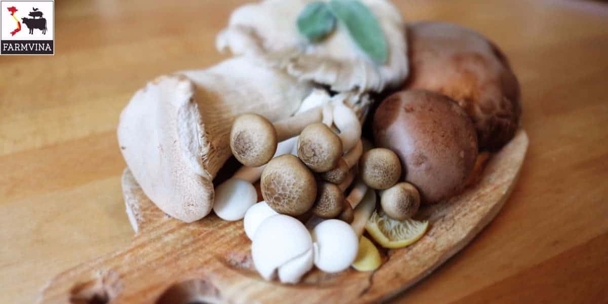 bệnh ở nấm trồng