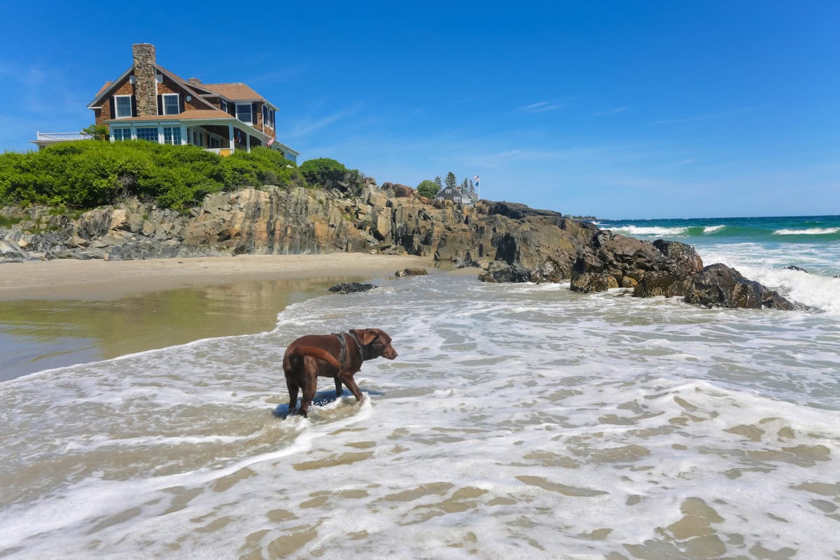 Mother's Beach Pet Friendly