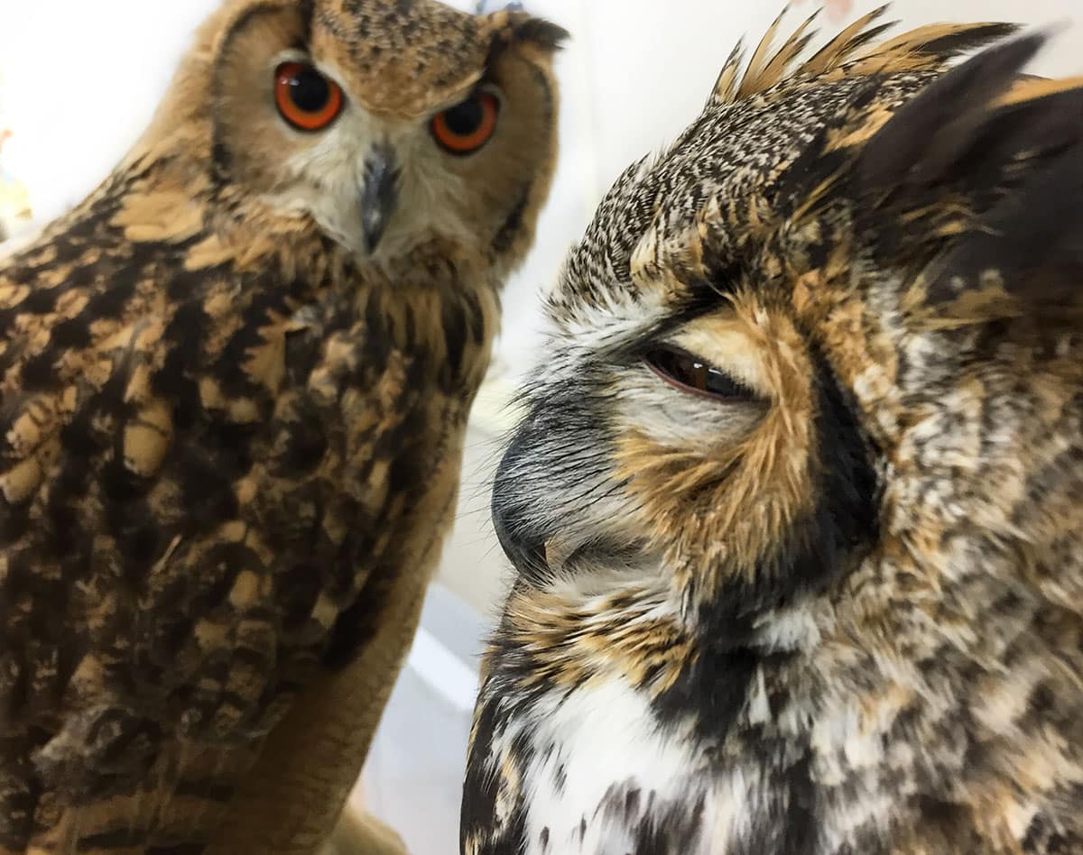 Owl Cafe Tokyo 9 Owl Cafe 024b | Owl Cafe Tokyo